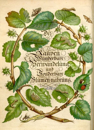 Raupenbuch-Titel-dt-Sprache-bunt-1679.jpg